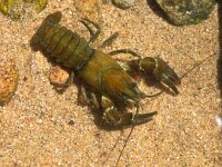 Astacus astacus, Broad-fingered Crayfish
