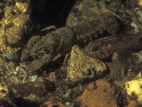 Astacus astacus 11, Europese rivierkreeft, Saxifraga-Eric Gibcus