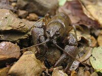Austropotamobius torrentium 2, Saxifraga-Al Vrezec