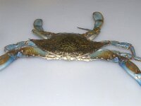 Callinectes sapidus 2, Blauwe zwemkrab, Saxifraga-Foto Fitis-Sytske Dijksen