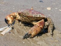 Cancer pagurus 10, Noordzeekrab, Saxifraga-Foto Fitis-Sytske Dijksen