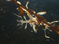 Caprellidae 2, Spookkreeftje, Saxifraga-Foto Fitis-Sytske Dijksen