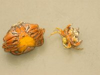 Carcinus maenas 2, Strandkrab, with eggs, Saxifraga-Foto Fitis-Sytske Dijksen