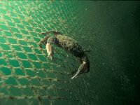 Carcinus maenas 27, Strandkrab, Saxifraga-Eric Gibcus