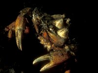 Carcinus maenas 9, Strandkrab, Saxifraga-Eric Gibcus