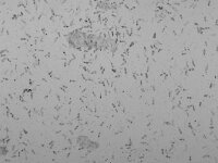 Copepoda sp 2, Roeipootkreeftje, Saxifraga-Foto Fitis-Sytske Dijksen