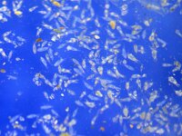 Copepoda sp 3, Roeipootkreeftje, Saxifraga-Foto Fitis-Sytske Dijksen