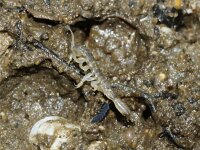 Corophium sp 2, Saxifraga-Foto Fitis-Sytske Dijksen