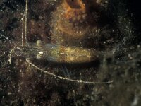 Crangon crangon 3, Gewone garnaal, Saxifraga-Eric Gibcus