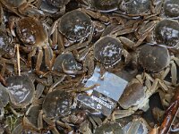 Eriocheir sinensis 6, Chinese wolhandkrab, Saxifraga-Luc Hoogenstein