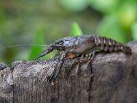 Faxonius limosus 3, Gevlekte Amerikaanse rivierkreeft, Saxifraga-Luc Hoogenstein