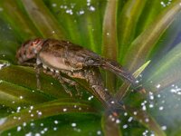 Faxonius limosus 4, Gevlekte Amerikaanse rivierkreeft, Saxifraga-Luc Hoogenstein