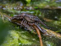 Faxonius limosus 6, Gevlekte Amerikaanse rivierkreeft, Saxifraga-Luc Hoogenstein