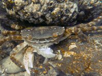 Hemigrapsus sanguineus 14, Blaasjeskrab, Saxifraga-Tom Heijnen