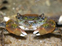 Hemigrapsus takanoi 3, Penseelkrab, Saxifraga-Foto Fitis-Sytske Dijksen