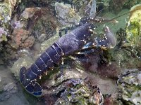 Homarus gammarus 18, Europese zeekreeft, Saxifraga-Tom Heijnen