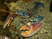 Homarus gammarus 23, Noordzeekreeft, newly moulted, Saxifraga-Foto Fitis-Sytske Dijksen