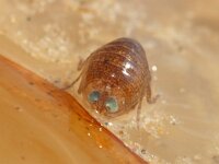 Hyperia galba 3, Kwalvlo, Saxifraga-Foto Fitis-Sytske Dijksen