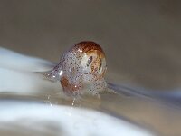 Hyperia galba 6, Kwalvlo, on Aurelia aurita Saxifraga-Foto Fitis-Sytske Dijksen