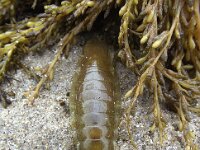 Idotea balthica 4, Gewone zeepissebed, Saxifraga-Frank Dorsman  Idotea balthica, Gewone zeepissebedLangevelde​rslag 270711