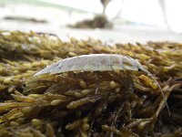 Idotea balthica 5, Gewone zeepissebed, Saxifraga-Frank Dorsman  Idotea balthica, Gewone zeepissebedLangevelde​rslag 270711