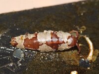 Idotea balthica 6, Saxifraga-Foto Fitis-Sytske Dijksen