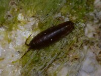 Idotea balthica 8, Saxifraga-Foto Fitis-Sytske Dijksen