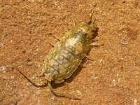 Ligia oceanica 3, Havenpissebed, Saxifraga-Foto Fitis-Sytske Dijksen