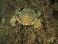 Liocarcinus arcuatus, Arch-fronted Swimming Crab