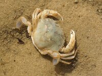 Liocarcinus holsatus 8, Gewone zwemkrab, Saxifraga-Foto Fitis-Sytske Dijksen