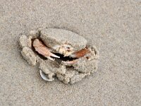 Liocarcinus holsatus 9, Gewone zwemkrab, Saxifraga-Foto Fitis-Sytske Dijksen