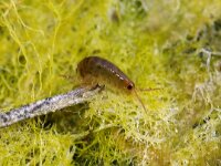 Orchestia gammarellus