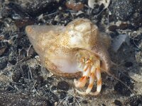 Pagurus bernhardus 18, Grote heremietkreeft in Tritia, Saxifraga-Foto Fitis-Sytske Dijksen