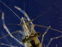 Palaemon elegans 9, Gewone steurgarnaal, Saxifraga-Foto Fitis-Sytske Dijksen