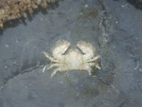 Porcellana platycheles 3, Harig porseleinkrabbetje, Saxifraga-Foto Fitis-Sytske Dijksen