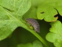 Porcellio scaber 21, Ruwe pissebed, Saxifraga-Tom Heijnen