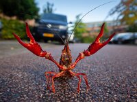 Procambarus clarkii 2, Rode Amerikaanse rivierkreeft, Saxifraga-Luc Hoogenstein