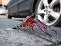 Procambarus clarkii 4, Rode Amerikaanse rivierkreeft, Saxifraga-Luc Hoogenstein