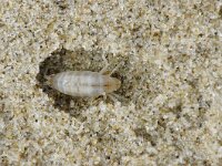 Talitrus saltator 4, Strandvlo, Saxifraga-Foto Fitis-Sytske Dijksen