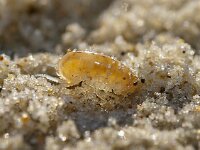 Talitrus saltator 7, Strandvlo, Saxifraga-Foto Fitis-Sytske Dijksen