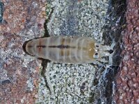 Talitrus saltator 8, Strandvlo, Saxifraga-Foto Fitis-Sytske Dijksen