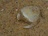 Thia scutellata 2, Nagelkrabje, Saxifraga-Foto Fitis-Sytske Dijksen