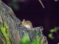 Apodemus flavicollis 12, Grote bosmuis, adult, Vledder, Saxifraga-Theo Verstrael