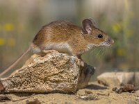 yellow-necked mouse on rock  yellow-necked mouse (Apodemus flavicollis) sitting on rock and looking at camera in natural habitat background : Netherlands, adult, alert, animal, apodemus, apodemus flavicollis, background, beautiful, brown, closeup, cute, ears, environment, europe, european, fauna, field, flavicollis, floor, forest, forest floor, grass, green, habitat, landscape, leaf, looking, macro, mammal, mice, moss, mouse, natural, nature, plant, rodent, sitting, small, spain, sylvaticus, watching, wild, wildlife, wood, wood mouse, yellow, yellow necked, yellow-necked mouse