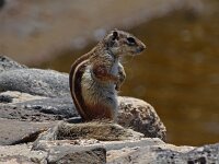 Atlantoxerus getulus 2, Barbarijse grondeekhoorn, Saxifraga-Hans Grotenhuis