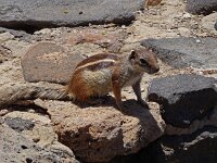 Atlantoxerus getulus 5, Barbarijse grondeekhoorn, Saxifraga-Hans Grotenhuis