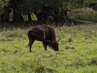 Bison bonasus 22, Wisent, Saxifraga-Jan Nijendijk