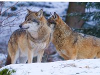 Canis lupus 21, Wolf, Saxifraga-Jan Nijendijk