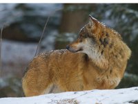 Canis lupus 23, Wolf, Saxifraga-Jan Nijendijk