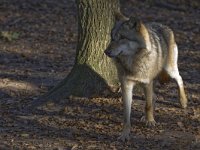 Canis lupus 36, Wolf, Saxifraga-Mark Zekhuis